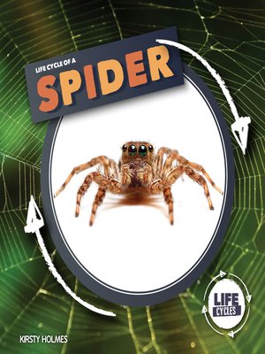 cover image of Life Cycle of a Spider